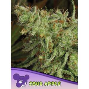 Anesia Seeds Sour Apple