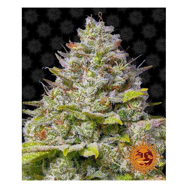 Barneys Farm Blue Gelato 41