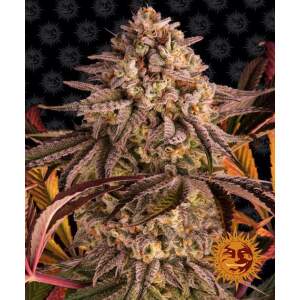 Barneys Farm Blue Sunset Sherbert