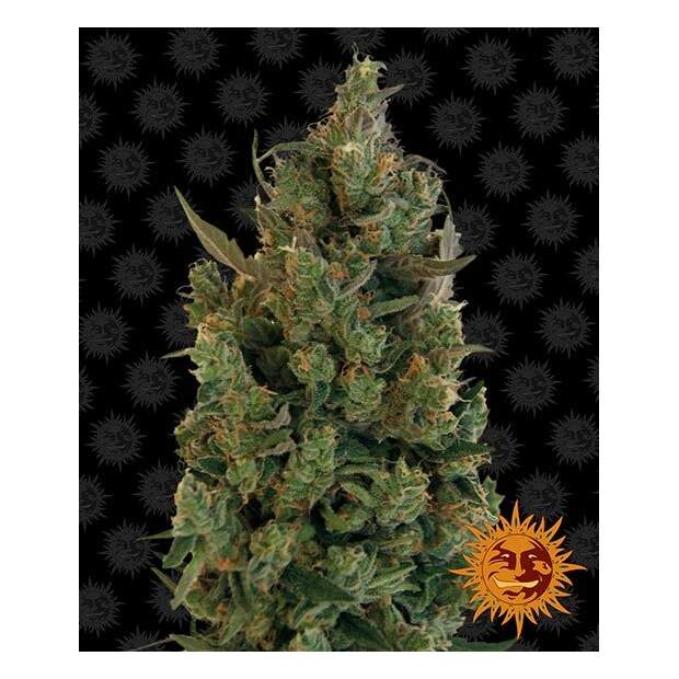 Barneys Farm Blue Cheese Auto