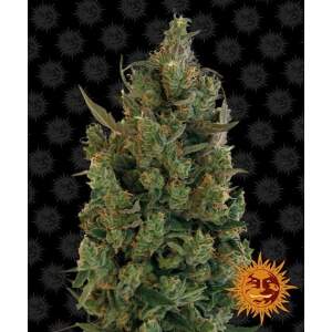 Barneys Farm Blue Cheese Auto