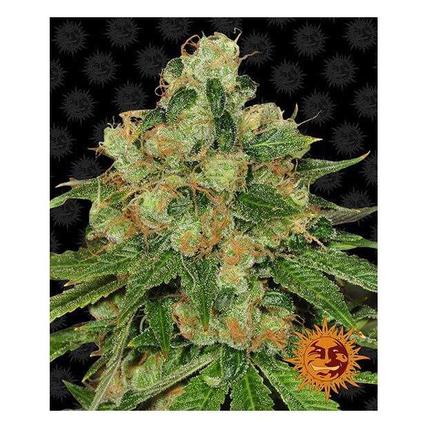 Barneys Farm CBD Caramel