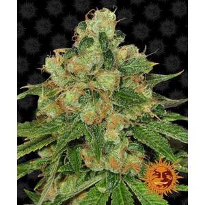 Barneys Farm CBD Caramel