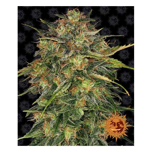 Barneys Farm Cheese