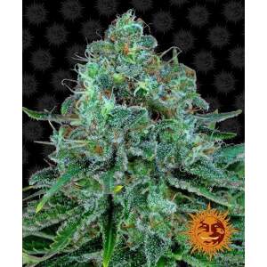 Barneys Farm Critical Kush
