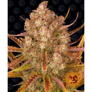 Barneys Farm Dos Si Dos Auto
