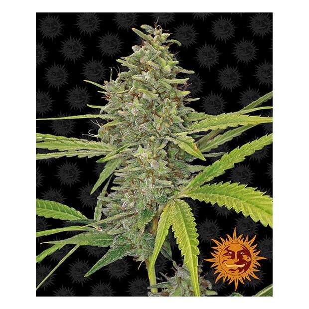 Barneys Farm G13 Haze