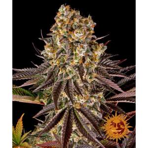 Barneys Farm Gelato #45