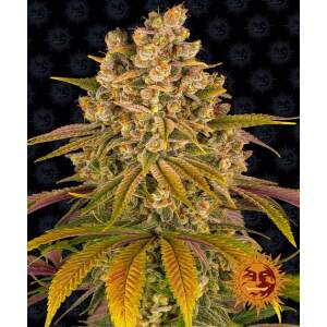 Barneys Farm Lemon Tree
