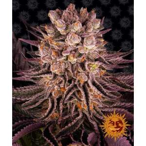 Barneys Farm Mimosa X Orange Punch