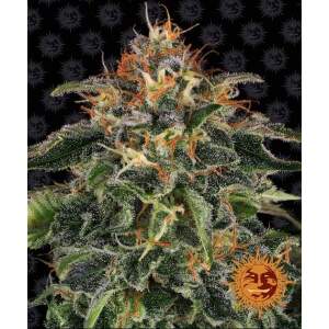 Barneys Farm Moby Dick