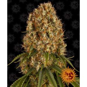 Barneys Farm Orange Sherbert