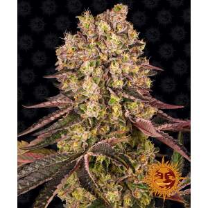 Barneys Farm Runtz Muffin