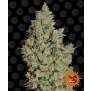 Barneys Farm Tangerine Dream