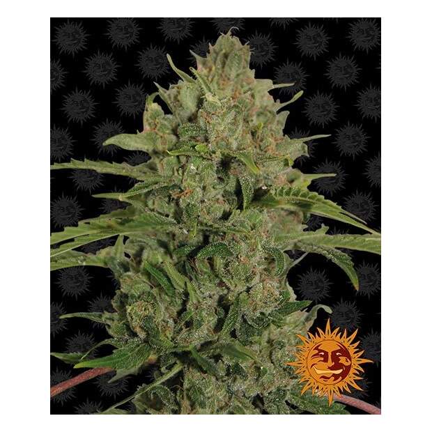 Barneys Farm Triple Cheese