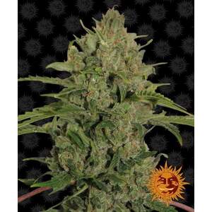 Barneys Farm Triple Cheese