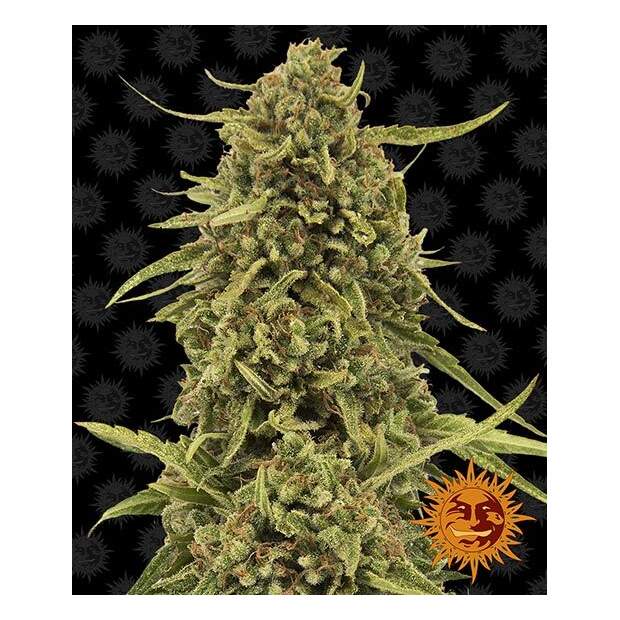 Barneys Farm Widow Remedy