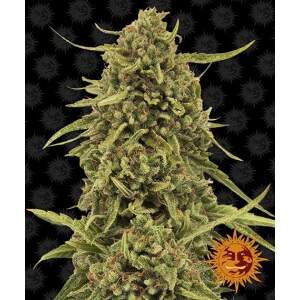 Barneys Farm Widow Remedy