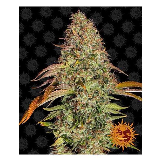 Barneys Farm Zkittlez OG Auto
