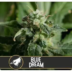Blimburn Seeds Blue Dream