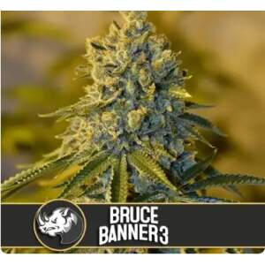 Blimburn Seeds Bruce Banner #3