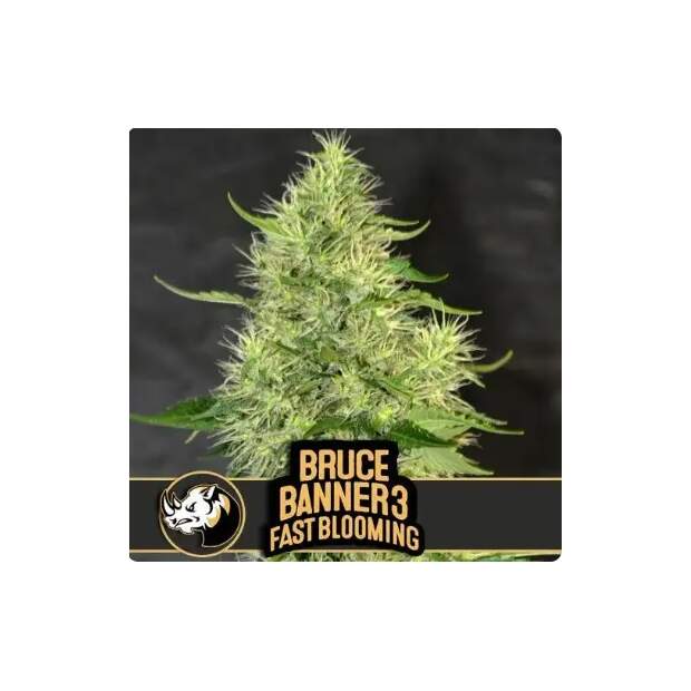 Blimburn Seeds Bruce Banner #3 Fbv