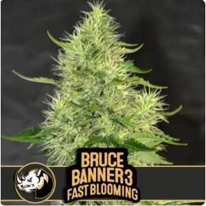 Blimburn Seeds Bruce Banner #3 Fbv