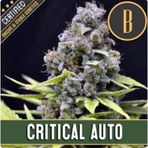 Blimburn Seeds Critical Auto