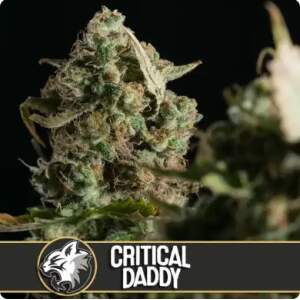 Blimburn Seeds Critical Daddy Purple