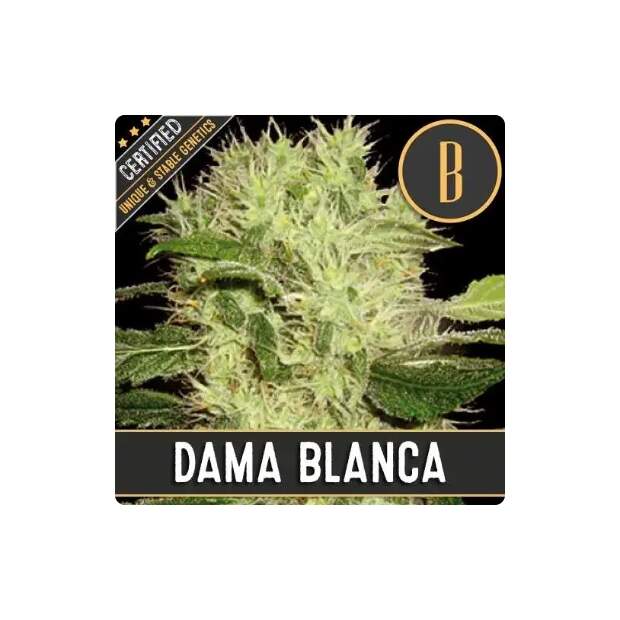 Blimburn Seeds Dama Blanca
