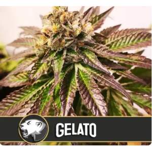 Blimburn Seeds Gelato
