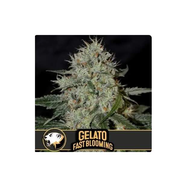Blimburn Seeds Gelato Fbv