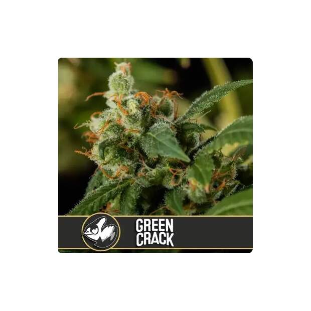Blimburn Seeds Green Crack