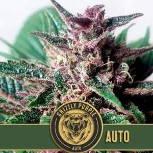 Blimburn Seeds Grizzly Purple Auto
