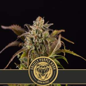 Blimburn Seeds Grizzly Purple Kush