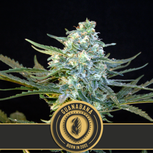 Blimburn Seeds Guanabana