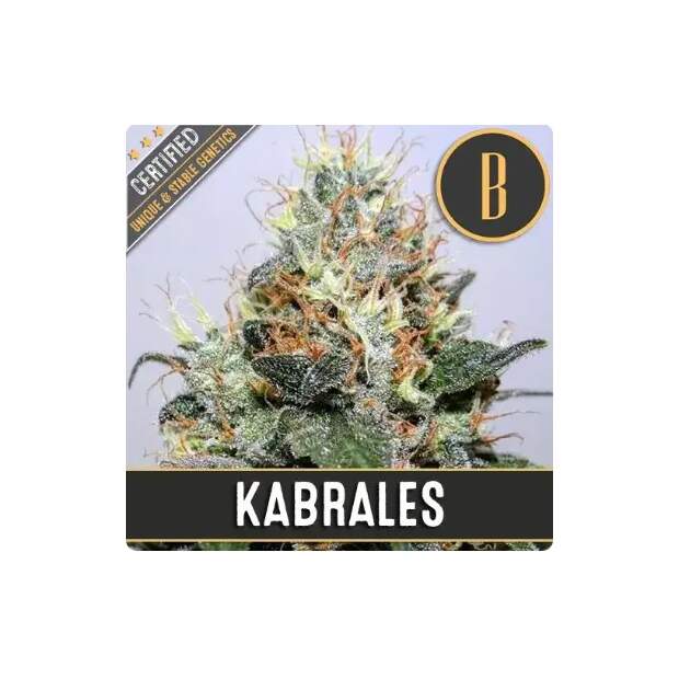Blimburn Seeds Kabrales