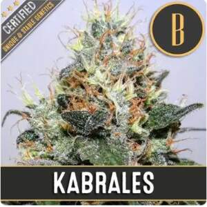 Blimburn Seeds Kabrales