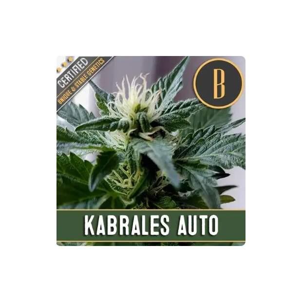 Blimburn Seeds Kabrales Auto