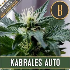 Blimburn Seeds Kabrales Auto