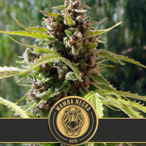 Blimburn Seeds Mamba Negra Auto