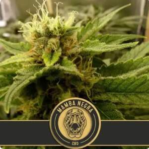 Blimburn Seeds Mamba Negra Auto CBD