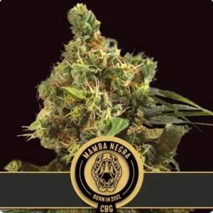 Blimburn Seeds Mamba Negra CBG