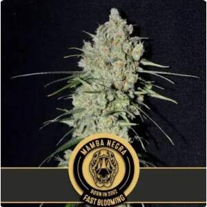 Blimburn Seeds Mamba Negra Fbv