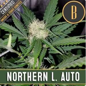 Blimburn Seeds Northern Auto