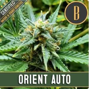 Blimburn Seeds Orient Auto