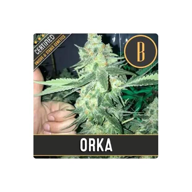 Blimburn Seeds Orka