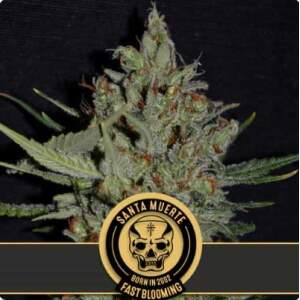 Blimburn Seeds Santa Muerte Fbv