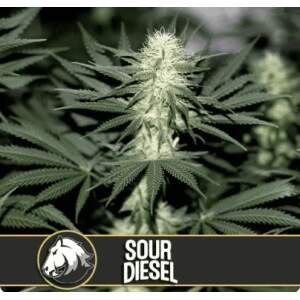 Blimburn Seeds Sour Diesel