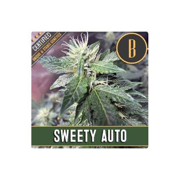 Blimburn Seeds Sweety Auto